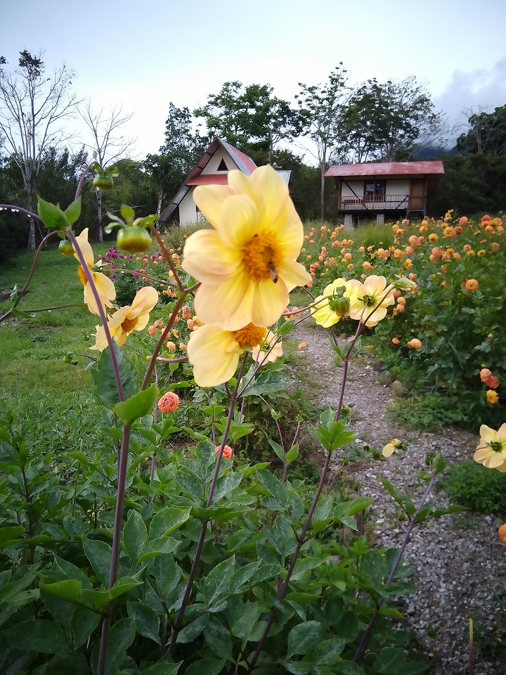 Montecito de Pacae - Naturaleza